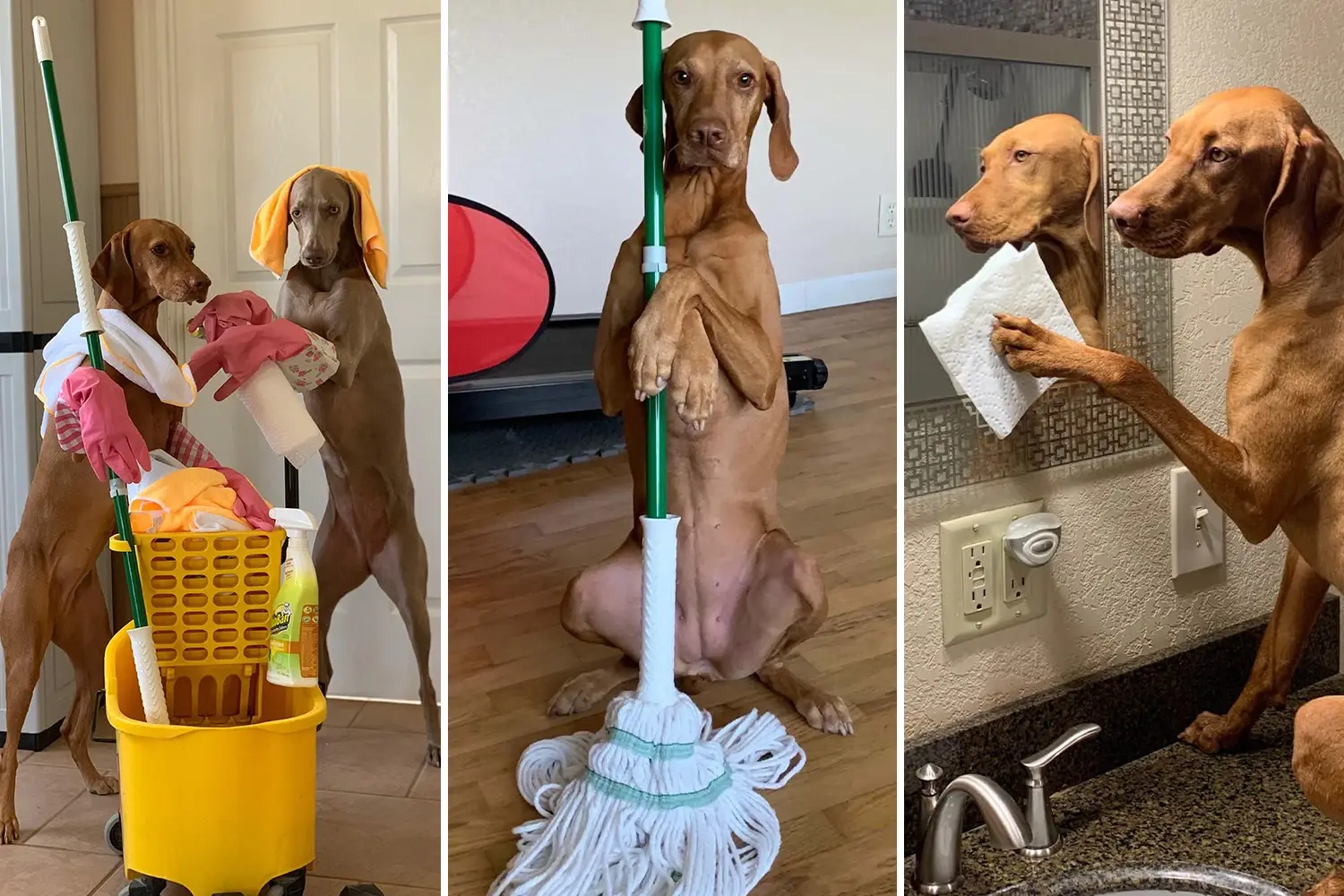 Three photos of two dogs "helping" clean — posed with a mop bucket and spray bottle, holding a mop, and wiping a bathroom mirror with a paper towel.